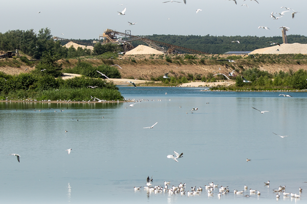 Lake with water birds and sand and gravel stockpiles in the background