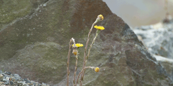 Yellow wildflowers growing between gravel in front of a rock wall in the quarry